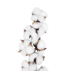 GloboStar® Artificial Garden COTTON BRANCH 20559 Τεχνητό Διακοσμητικό Κλαδί βαμβάκι Y55cm