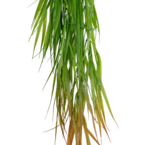 GloboStar® Artificial Garden HANGING CORN GRASS  20826 Τεχνητό Διακοσμητικό Κρεμαστό κλαδί Καλαμπόκι Μ23 x Π10 x Υ91cm