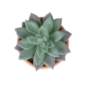 GloboStar® Artificial Garden SUCCULENT SEDEVERIA POTTED PLANT 21041 Διακοσμητικό Φυτό Σεδεβέρια  Φ11x Υ14cm