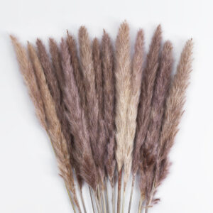GloboStar® Artificial Garden REAL DRIED BROWN PAMPAS GRASS BUNCH 21215 Αποξηραμένο Διακοσμητικό Μπουκέτο Pampas Kάφε Y50cm