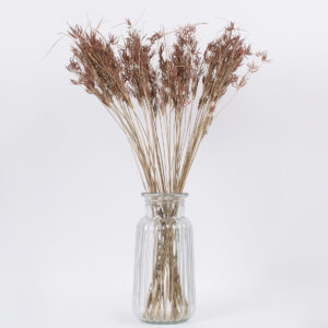 GloboStar® CYPERUS 36500 Αποξηραμένο Φυτό Κύπειρος – Μπουκέτο Διακοσμητικών Κλαδιών Μπεζ – Καφέ Υ60cm