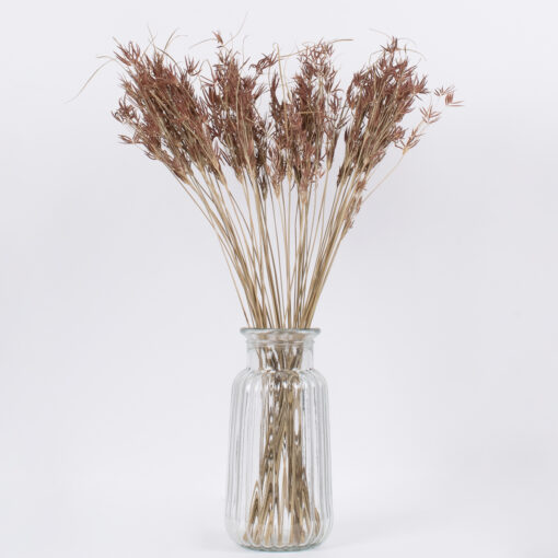 GloboStar® CYPERUS 36500 Αποξηραμένο Φυτό Κύπειρος – Μπουκέτο Διακοσμητικών Κλαδιών Μπεζ – Καφέ Υ60cm
