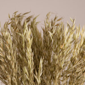 GloboStar® WILDOAT 36501 Αποξηραμένο Φυτό Αγριοβρώμη – Μπουκέτο Διακοσμητικών Κλαδιών Μπεζ – Πράσινο Υ60cm