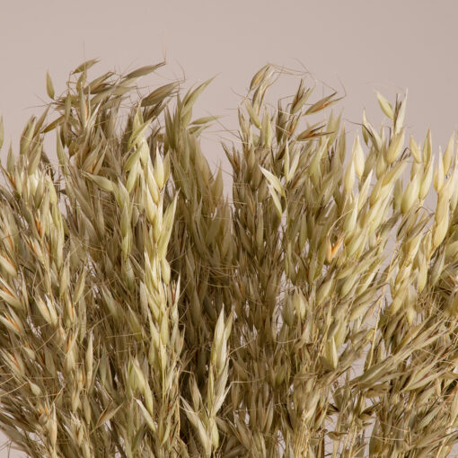 GloboStar® WILDOAT 36501 Αποξηραμένο Φυτό Αγριοβρώμη – Μπουκέτο Διακοσμητικών Κλαδιών Μπεζ – Πράσινο Υ60cm