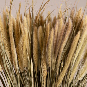 GloboStar® PENNISETUM 36503 Αποξηραμένο Φυτό Πεννήσιο – Μπουκέτο Διακοσμητικών Κλαδιών Μπεζ – Πράσινο Υ60cm