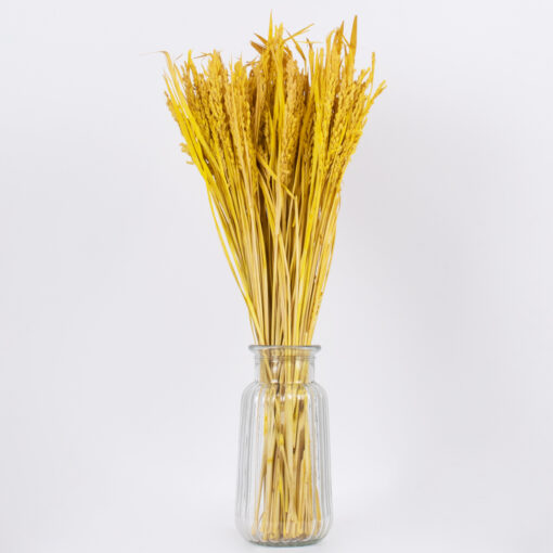 GloboStar® RISEGRASS 36506 Αποξηραμένο Φυτό Ρύζι – Μπουκέτο Διακοσμητικών Κλαδιών Μπεζ – Κίτρινο Υ60cm