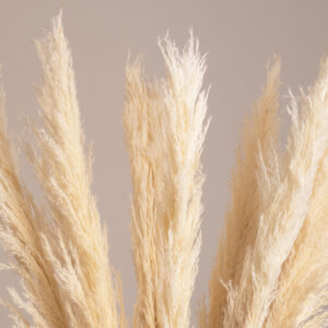 GloboStar® PAMPASGRASS 36507 Αποξηραμένο Φυτό Γρασίδι της Πάμπας – Μπουκέτο Διακοσμητικών Κλαδιών Μπεζ – Εκρού Υ80cm