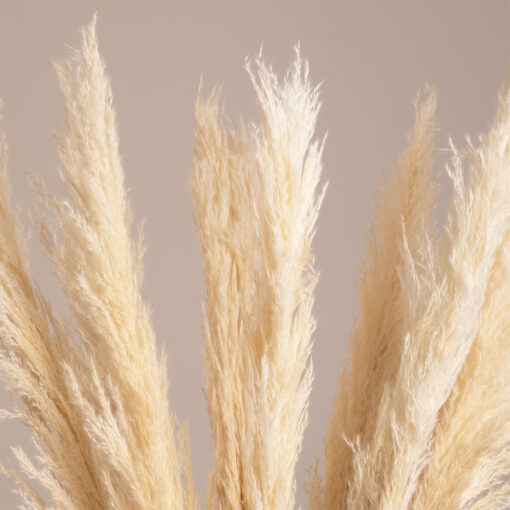 GloboStar® PAMPASGRASS 36507 Αποξηραμένο Φυτό Γρασίδι της Πάμπας – Μπουκέτο Διακοσμητικών Κλαδιών Μπεζ – Εκρού Υ80cm
