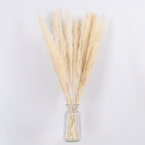 GloboStar® PAMPASGRASS 36507 Αποξηραμένο Φυτό Γρασίδι της Πάμπας – Μπουκέτο Διακοσμητικών Κλαδιών Μπεζ – Εκρού Υ80cm