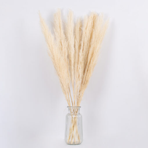 GloboStar® PAMPASGRASS 36507 Αποξηραμένο Φυτό Γρασίδι της Πάμπας – Μπουκέτο Διακοσμητικών Κλαδιών Μπεζ – Εκρού Υ80cm