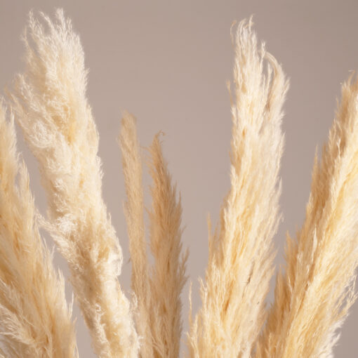 GloboStar® PAMPASGRASS 36508 Αποξηραμένο Φυτό Γρασίδι της Πάμπας – Μπουκέτο Διακοσμητικών Κλαδιών Μπεζ – Εκρού Υ100cm