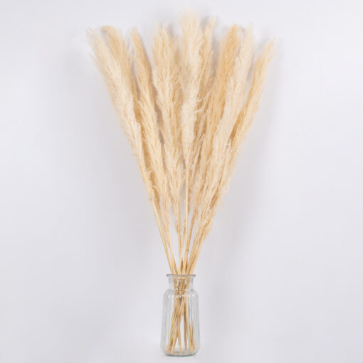 GloboStar® PAMPASGRASS 36508 Αποξηραμένο Φυτό Γρασίδι της Πάμπας – Μπουκέτο Διακοσμητικών Κλαδιών Μπεζ – Εκρού Υ100cm
