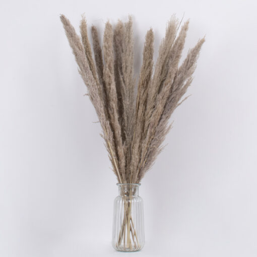 GloboStar® PAMPASGRASS 36511 Αποξηραμένο Φυτό Γρασίδι της Πάμπας – Μπουκέτο Διακοσμητικών Κλαδιών Καφέ – Γκρι Υ80cm