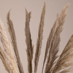 GloboStar® PAMPASGRASS 36512 Αποξηραμένο Φυτό Γρασίδι της Πάμπας – Μπουκέτο Διακοσμητικών Κλαδιών Καφέ – Γκρι Υ100cm