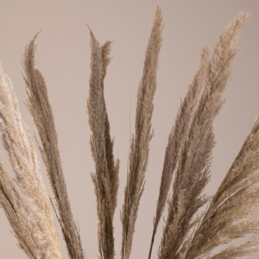 GloboStar® PAMPASGRASS 36512 Αποξηραμένο Φυτό Γρασίδι της Πάμπας – Μπουκέτο Διακοσμητικών Κλαδιών Καφέ – Γκρι Υ100cm