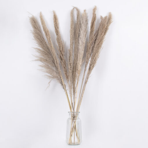 GloboStar® PAMPASGRASS 36512 Αποξηραμένο Φυτό Γρασίδι της Πάμπας – Μπουκέτο Διακοσμητικών Κλαδιών Καφέ – Γκρι Υ100cm