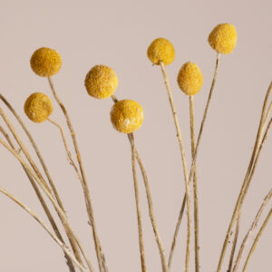 GloboStar® GRASPEDIA 36533 Αποξηραμένο Φυτό Κρασπέδια Φ3cm – Μπουκέτο Διακοσμητικών Κλαδιών Μπεζ – Κίτρινο Υ70cm