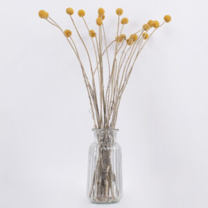GloboStar® GRASPEDIA 36533 Αποξηραμένο Φυτό Κρασπέδια Φ3cm – Μπουκέτο Διακοσμητικών Κλαδιών Μπεζ – Κίτρινο Υ70cm