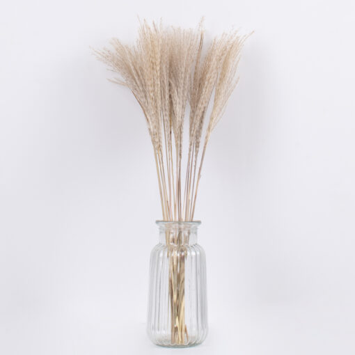 GloboStar® MISCANTHUS 36535 Αποξηραμένο Φυτό Μίσχανθος – Μπουκέτο Διακοσμητικών Κλαδιών Μπεζ Υ60cm