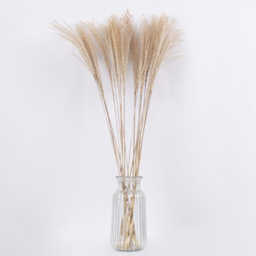 GloboStar® MISCANTHUS 36536 Αποξηραμένο Φυτό Μίσχανθος – Μπουκέτο Διακοσμητικών Κλαδιών Μπεζ Υ80cm