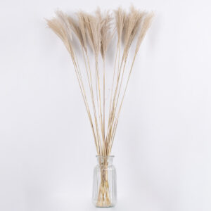 GloboStar® MISCANTHUS 36537 Αποξηραμένο Φυτό Μίσχανθος – Μπουκέτο Διακοσμητικών Κλαδιών Μπεζ Υ100cm