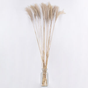 GloboStar® MISCANTHUS 36538 Αποξηραμένο Φυτό Μίσχανθος – Μπουκέτο Διακοσμητικών Κλαδιών Μπεζ Υ120cm