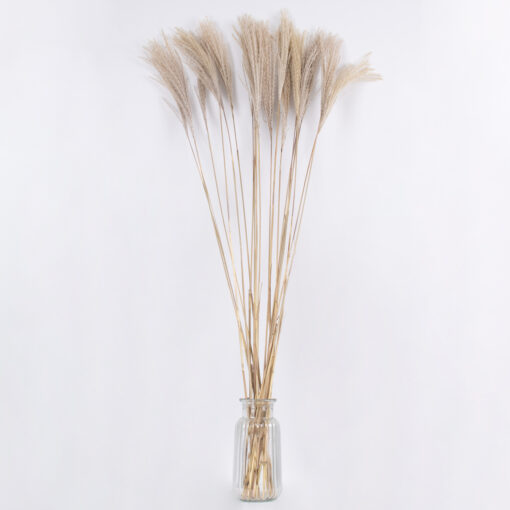 GloboStar® MISCANTHUS 36538 Αποξηραμένο Φυτό Μίσχανθος – Μπουκέτο Διακοσμητικών Κλαδιών Μπεζ Υ120cm