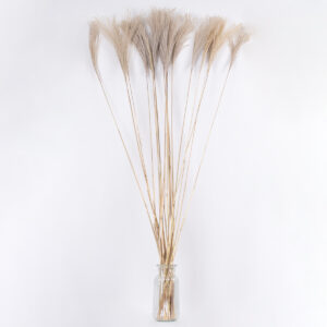 GloboStar® MISCANTHUS 36539 Αποξηραμένο Φυτό Μίσχανθος – Μπουκέτο Διακοσμητικών Κλαδιών Μπεζ Υ140cm