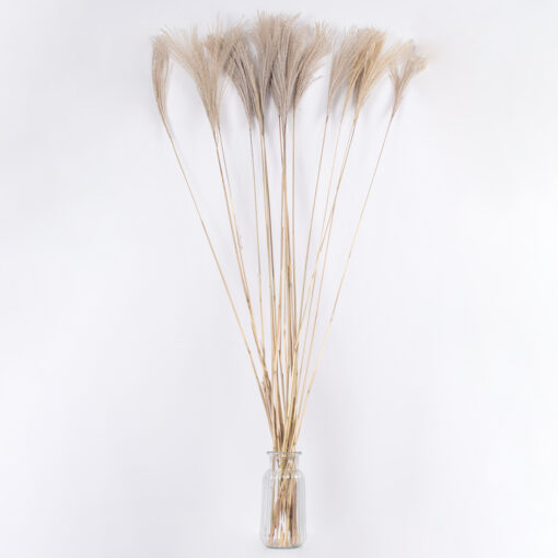 GloboStar® MISCANTHUS 36539 Αποξηραμένο Φυτό Μίσχανθος – Μπουκέτο Διακοσμητικών Κλαδιών Μπεζ Υ140cm