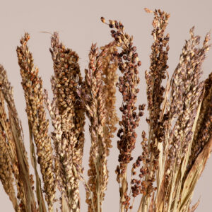 GloboStar® BROOMCORN 36540 Αποξηραμένο Φυτό Γλυκό Σόργο – Μπουκέτο Διακοσμητικών Κλαδιών Μπεζ – Καφέ Υ60cm