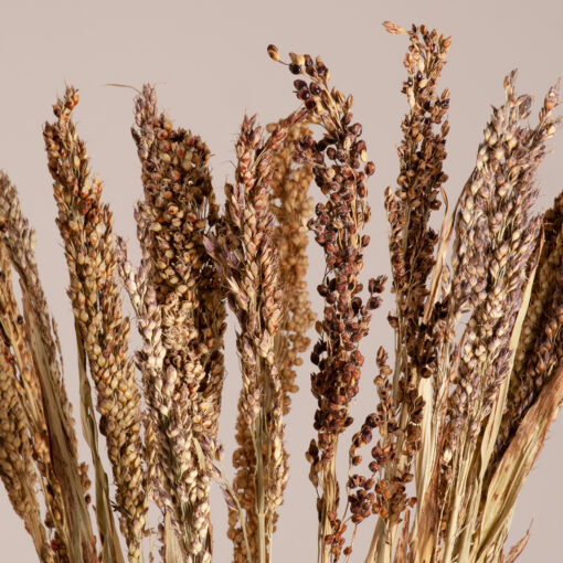 GloboStar® BROOMCORN 36540 Αποξηραμένο Φυτό Γλυκό Σόργο – Μπουκέτο Διακοσμητικών Κλαδιών Μπεζ – Καφέ Υ60cm