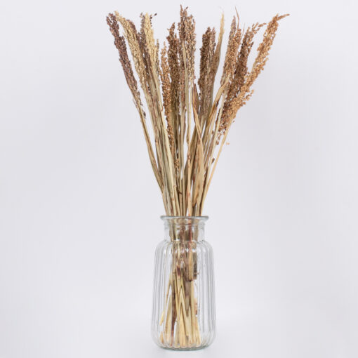 GloboStar® BROOMCORN 36540 Αποξηραμένο Φυτό Γλυκό Σόργο – Μπουκέτο Διακοσμητικών Κλαδιών Μπεζ – Καφέ Υ60cm