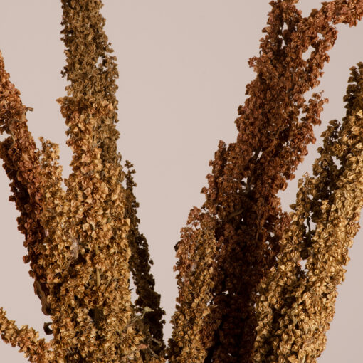 GloboStar® CURLYDOCK 36541 Αποξηραμένο Φυτό Αγριολάπαθο – Μπουκέτο Διακοσμητικών Κλαδιών Μπεζ – Καφέ Υ60cm