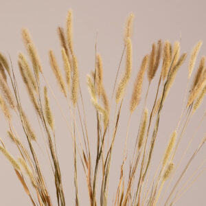 GloboStar® FOUNTAINGRASS 36542 Αποξηραμένο Φυτό Πεννίζετο – Μπουκέτο Διακοσμητικών Κλαδιών Μπεζ – Πράσινο Υ60cm