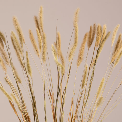 GloboStar® FOUNTAINGRASS 36542 Αποξηραμένο Φυτό Πεννίζετο – Μπουκέτο Διακοσμητικών Κλαδιών Μπεζ – Πράσινο Υ60cm