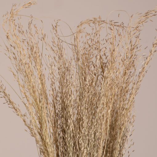 GloboStar® SILVERHAIRGRASS 36545 Αποξηραμένο Φυτό Ασημένια Χλόη – Μπουκέτο Διακοσμητικών Κλαδιών Μπεζ Υ60cm