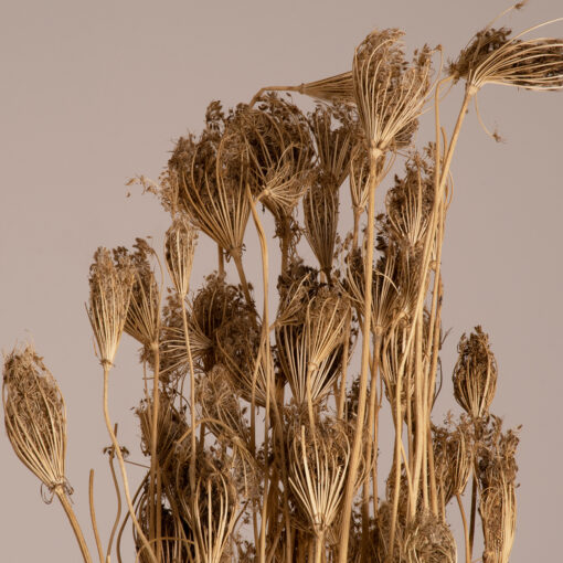 GloboStar® WILDCARROT 36547 Αποξηραμένο Φυτό Άγριο Καρότο – Μπουκέτο Διακοσμητικών Κλαδιών Μπεζ Υ80cm