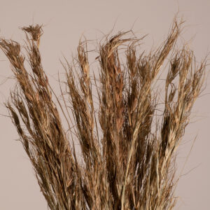 GloboStar® COLATAI 36549 Αποξηραμένο Φυτό Εράγρωστις – Μπουκέτο Διακοσμητικών Κλαδιών Μπεζ – Καφέ Υ60cm