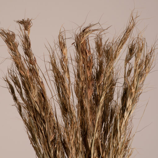 GloboStar® COLATAI 36549 Αποξηραμένο Φυτό Εράγρωστις – Μπουκέτο Διακοσμητικών Κλαδιών Μπεζ – Καφέ Υ60cm