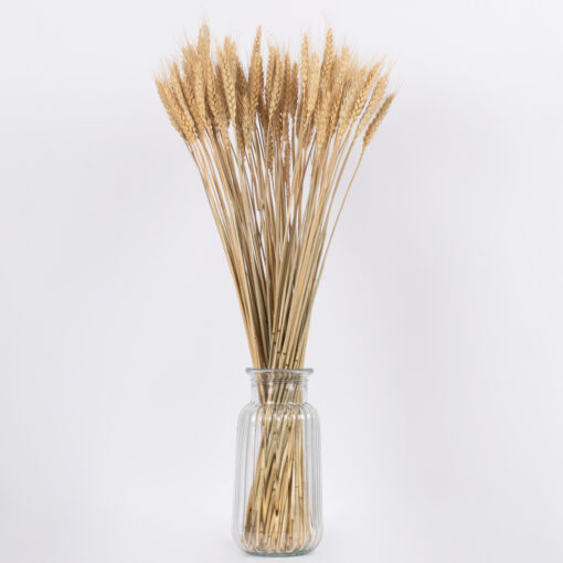 GloboStar® BARLEY 36551 Αποξηραμένο Φυτό Κριθάρι – Μπουκέτο Διακοσμητικών Κλαδιών Μπεζ Υ60cm