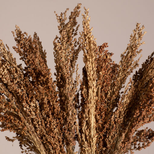 GloboStar® BROOMCORN 36553 Αποξηραμένο Φυτό Γλυκό Σόργο – Μπουκέτο Διακοσμητικών Κλαδιών Καφέ Υ60cm