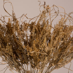 GloboStar® FERNGRASS 36556 Αποξηραμένο Φυτό Φτερόχορτο – Μπουκέτο Διακοσμητικών Κλαδιών Μπεζ Υ60cm