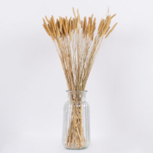 GloboStar® SETARIA 36557 Αποξηραμένο Φυτό Σεταρία – Μπουκέτο Διακοσμητικών Κλαδιών Μπεζ Υ60cm