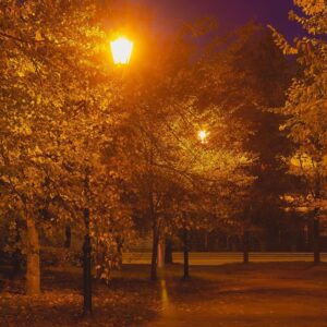 Φθινοπωρινό τοπίο στο πάρκο με δέντρο φωτισμένο από πορτοκαλί φώτα δρόμου τη νύχτα.