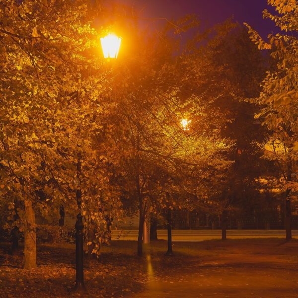 Φθινοπωρινό τοπίο στο πάρκο με δέντρο φωτισμένο από πορτοκαλί φώτα δρόμου τη νύχτα.