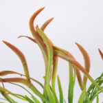 GloboStar® SPLEENWORTH BIG 78280 Τεχνητό Φυτό Ασπλήνιο Μεγάλο – Μπουκέτο Διακοσμητικών Φυτών – Κλαδιών με Φύλλωμα Πράσινο – Κόκκινο Υ50cm