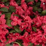 GloboStar® Artificial Garden BOUGAINVILLEA PLANT 20667 Τεχνητό Διακοσμητικό Φυτό Μπουκανβίλια Π120 x Μ70 x Y72cm