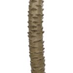 GloboStar® Artificial Garden WASHINGTONIA FILIFERA TREE 21107 Τεχνητό Διακοσμητικό Φοινικόδεντρου Υ200cm