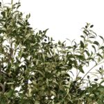 GloboStar® Artificial Garden OLIVE TREE 21112 Τεχνητό Διακοσμητικό Δέντρο Ελιά Υ220cm