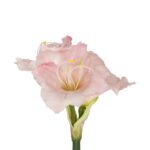 GloboStar® Artificial Garden PINK KAFFIR LILY BRANCH 21390 Τεχνητό Διακοσμητικό Κλαδί Ροζ Κρίνο Y58cm